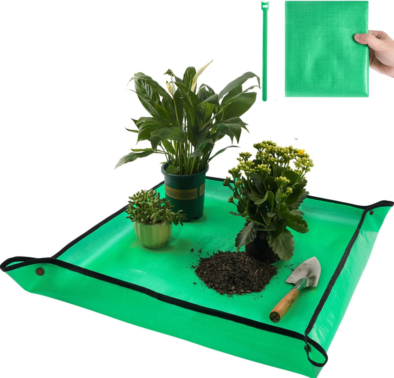 Succulent low maintenance plant going away gift